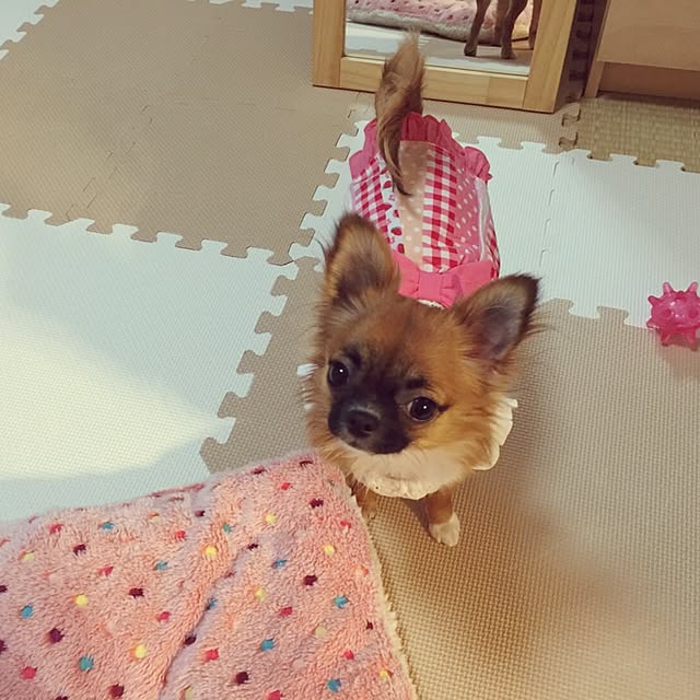 kokemomoさんの実例写真
