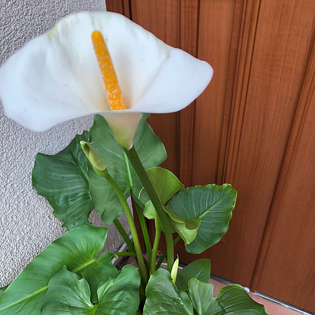 fumikoiさんの実例写真