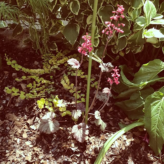 dicekbeetleさんの実例写真
