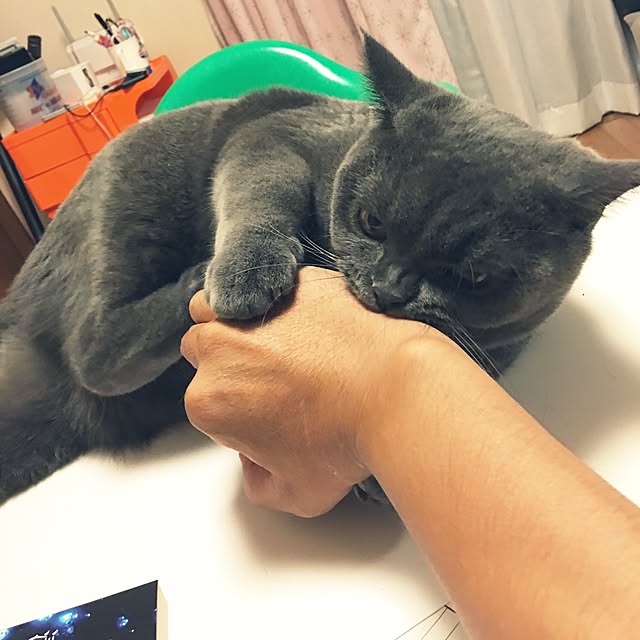 Shojiさんの実例写真