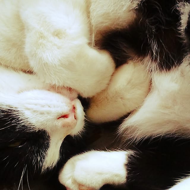 nekoandouさんの実例写真
