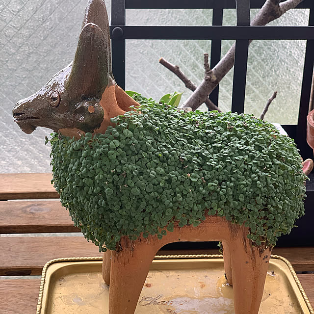 aureaさんの実例写真