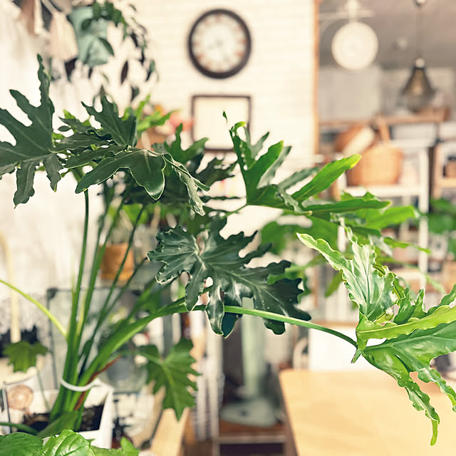 hirariさんの部屋
