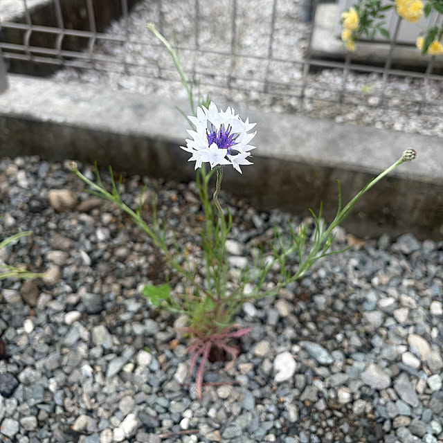 komaさんの実例写真