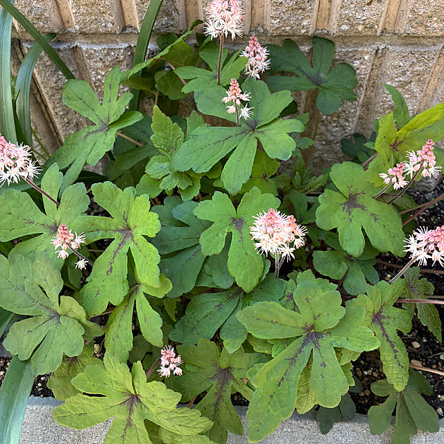 romiromiさんの部屋