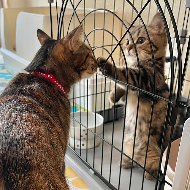 chiiさんの実例写真