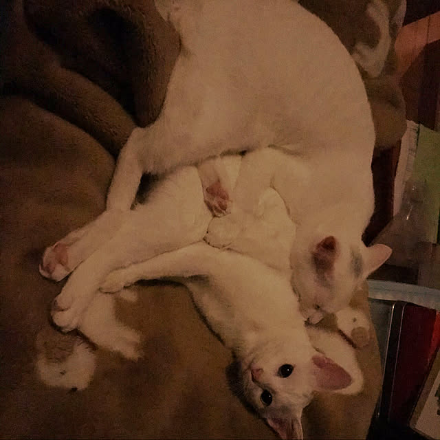 yuki48さんの実例写真