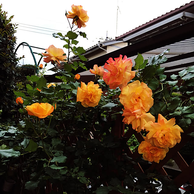 m-ktry.0530mikaさんの実例写真