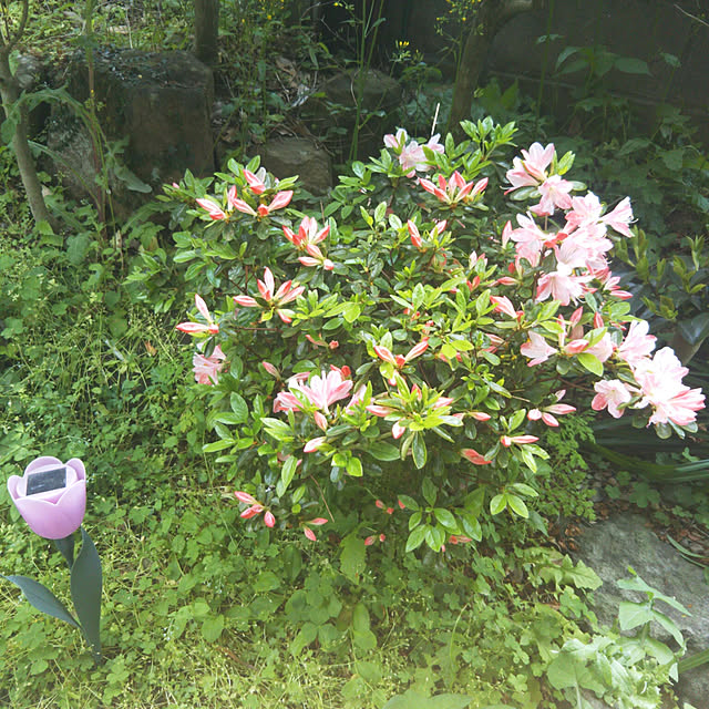 sakura_tukiyo_shさんの実例写真