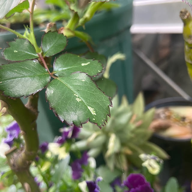 na-chanさんの部屋