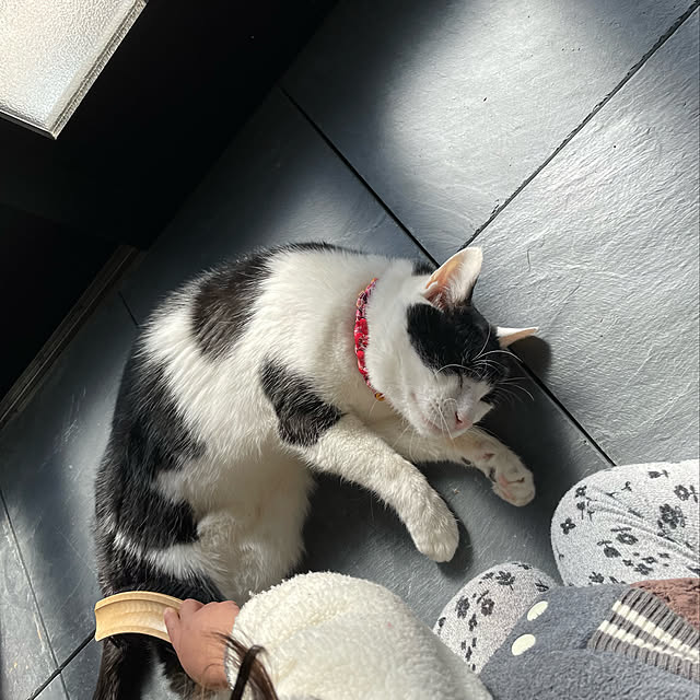 nekosamaさんの実例写真