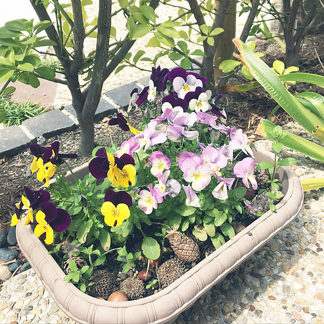 lys.さんの実例写真