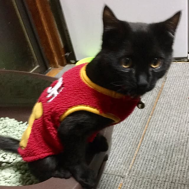 you-goさんの実例写真