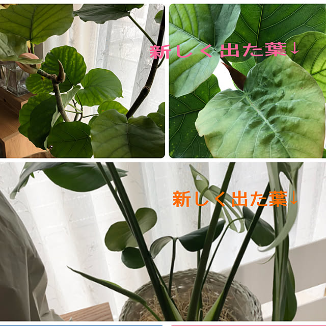 loliontoaliceveさんの実例写真
