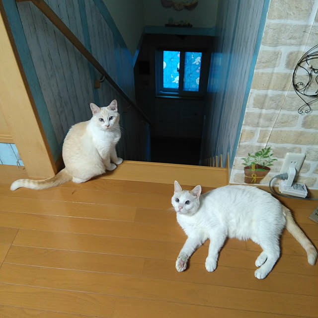 posauruさんの実例写真
