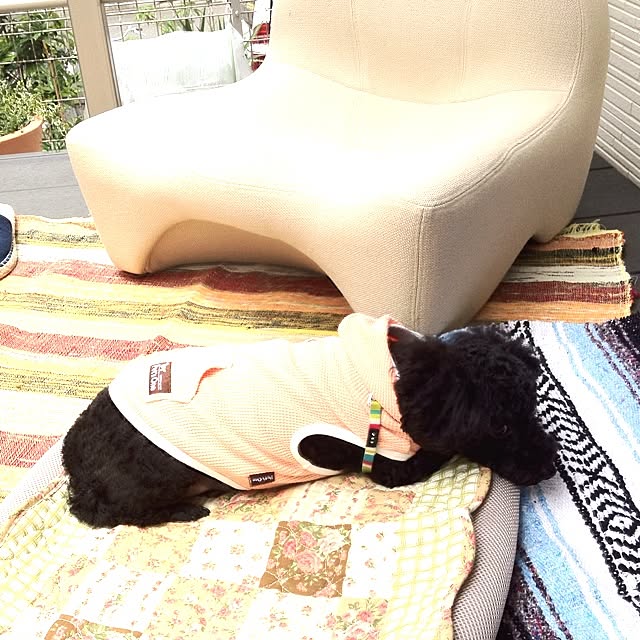 dicekbeetleさんの実例写真