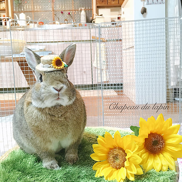 mashiさんの実例写真