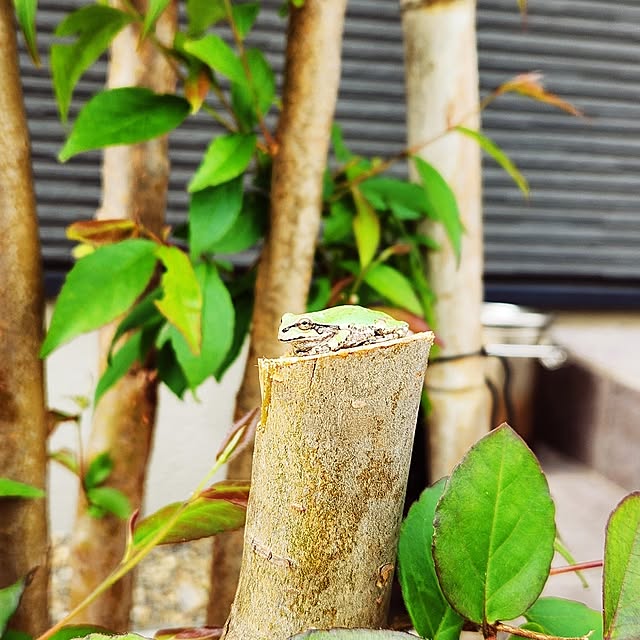 HSさんの実例写真