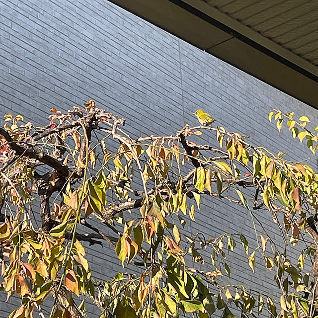 kuikoさんの部屋