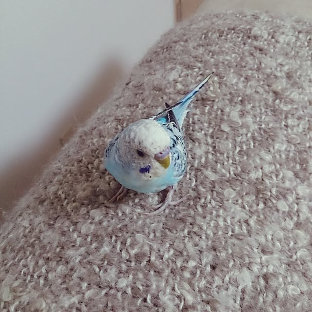 kenshuさんの実例写真