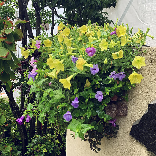 yukarin-gardenさんの実例写真