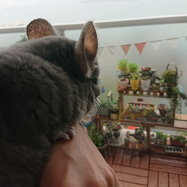 sakusakuさんの実例写真
