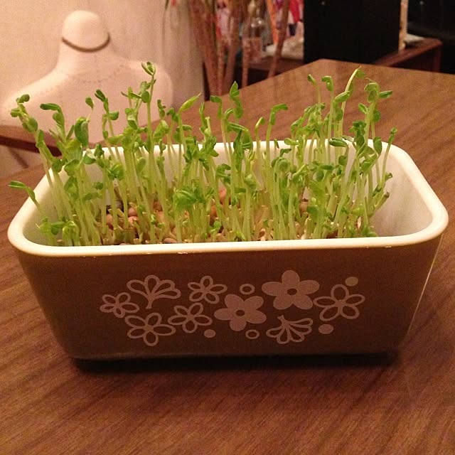uminchuさんの実例写真