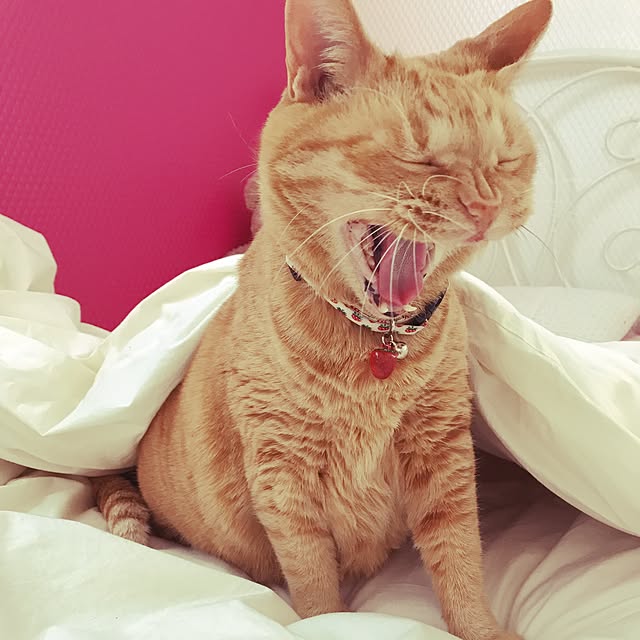 minakoさんの実例写真