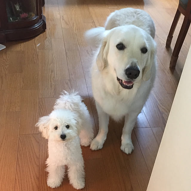 angeさんの実例写真