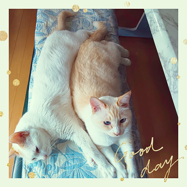 posauruさんの実例写真