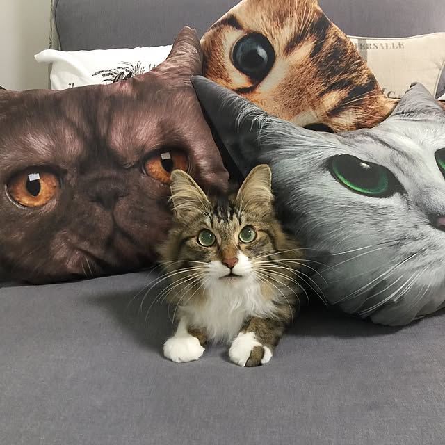 yuchiさんの実例写真