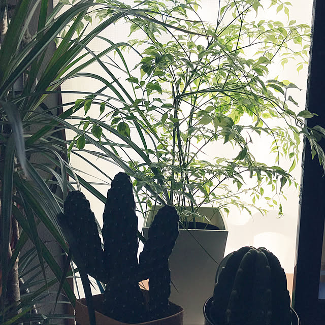 HANAさんの実例写真