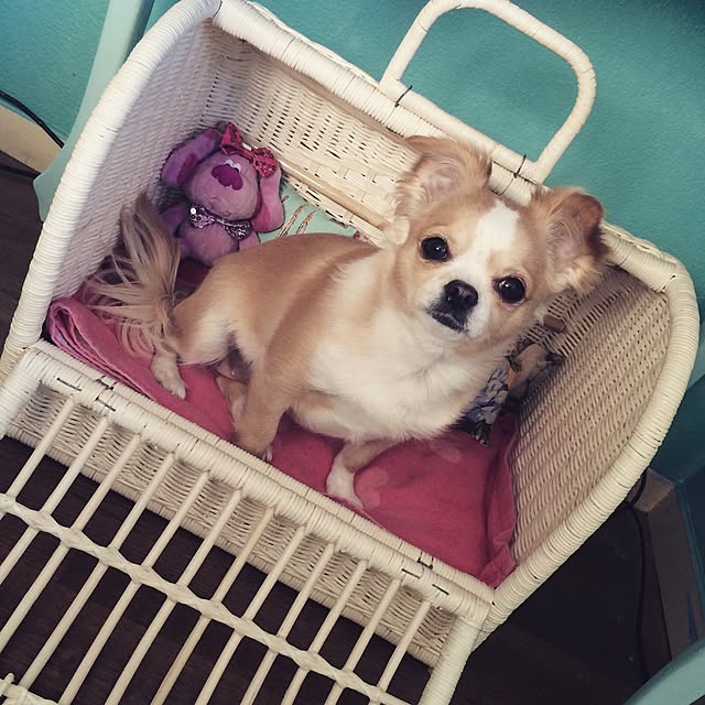 Reineさんの実例写真