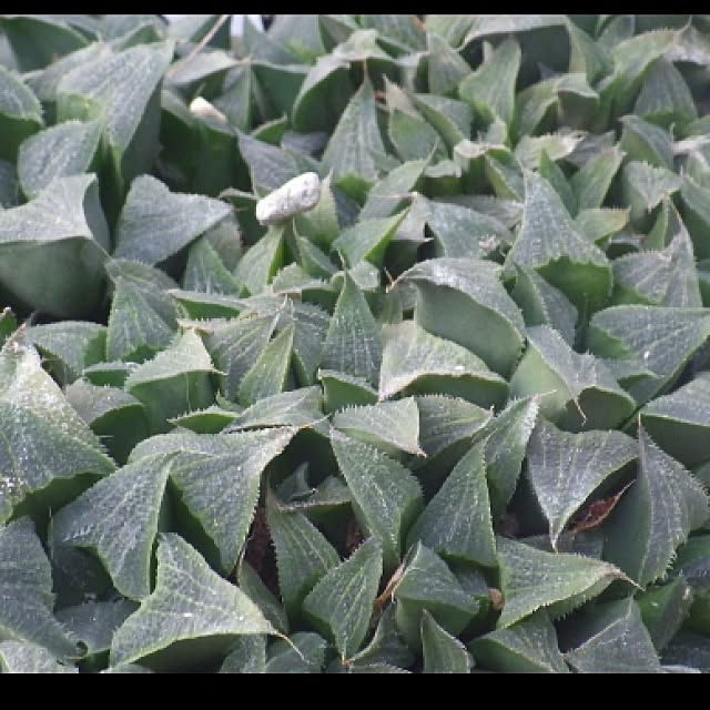 Plantexhibitionhallさんの実例写真