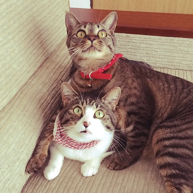 Makotoさんの実例写真