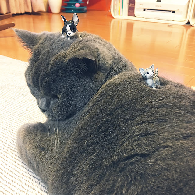 Shojiさんの実例写真