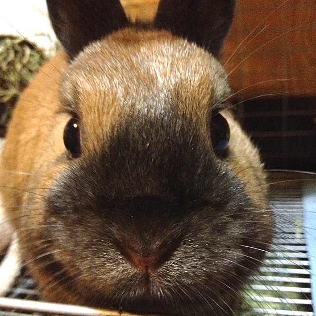 p-koさんの実例写真