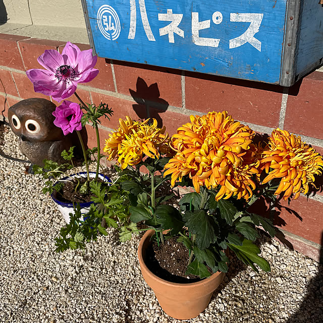 shin0719さんの実例写真