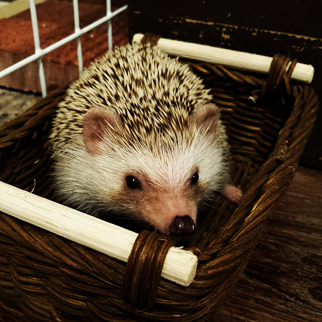 MINIさんの実例写真
