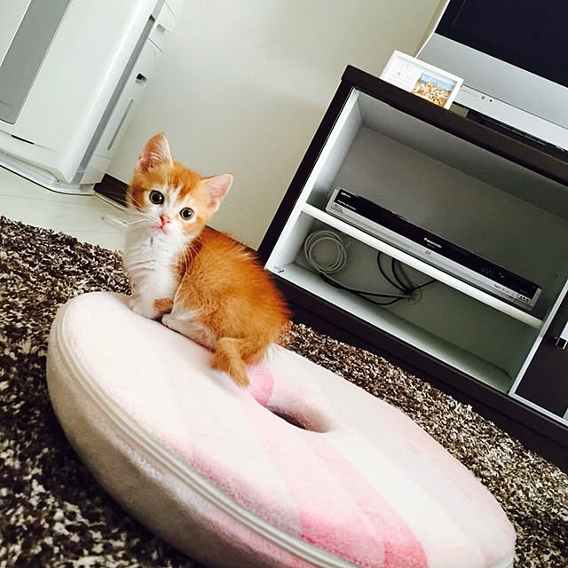 KotarouKunさんの実例写真