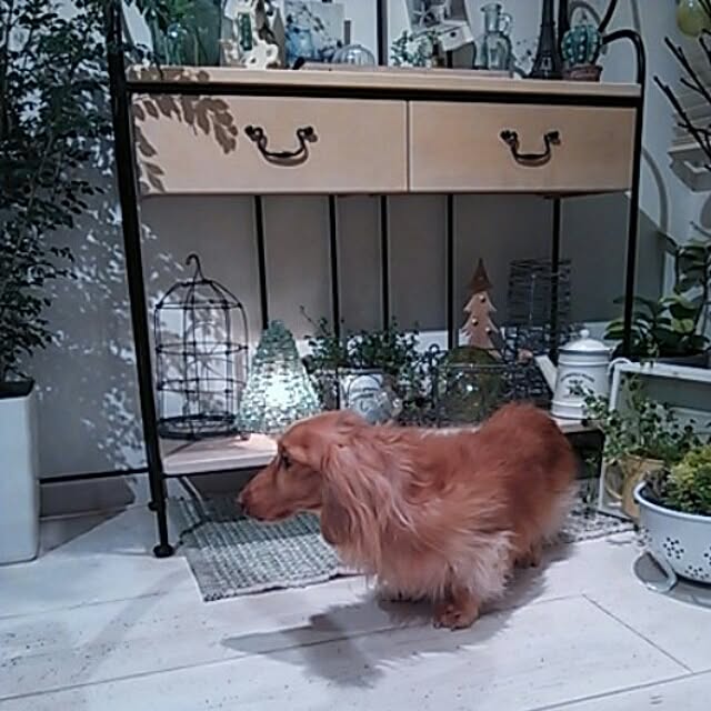 Motchanさんの実例写真
