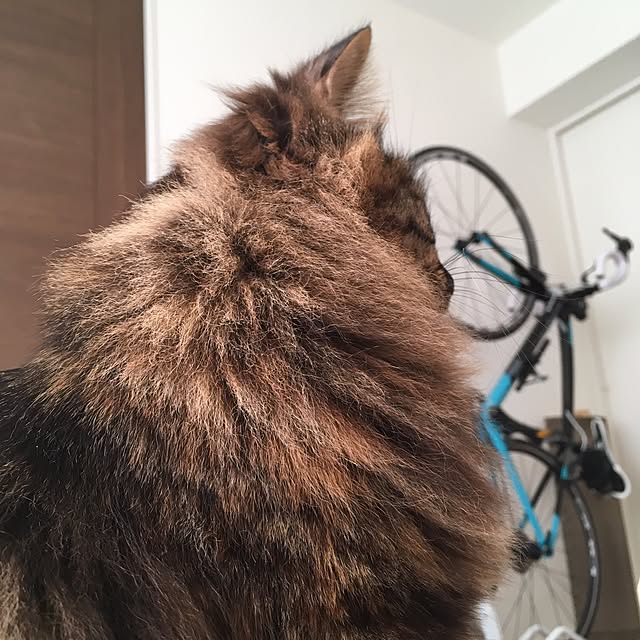 mikomaruさんの実例写真