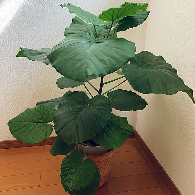 1016Maruさんの実例写真