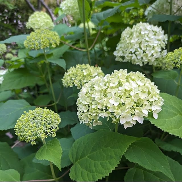 ku-garnet18さんの実例写真