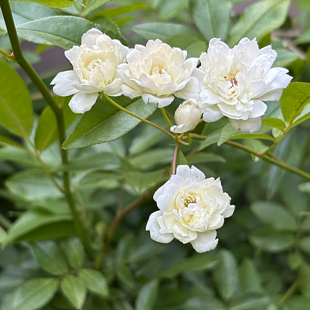 junさんの実例写真