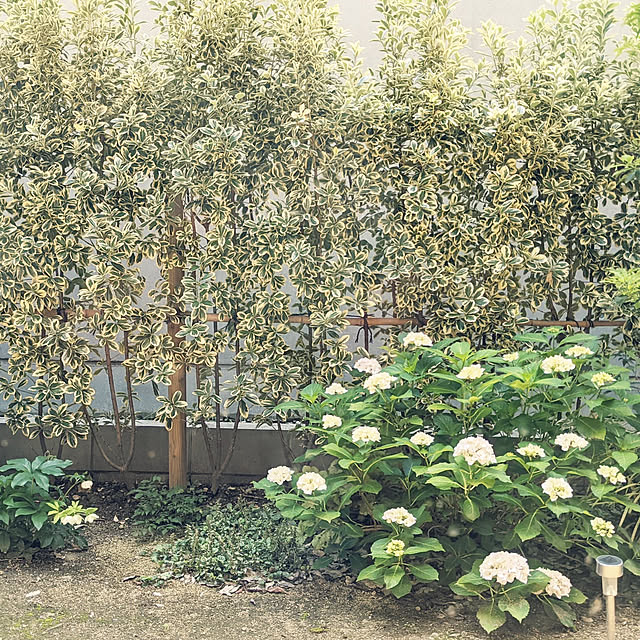 sudachiさんの実例写真