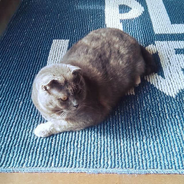daiさんの実例写真
