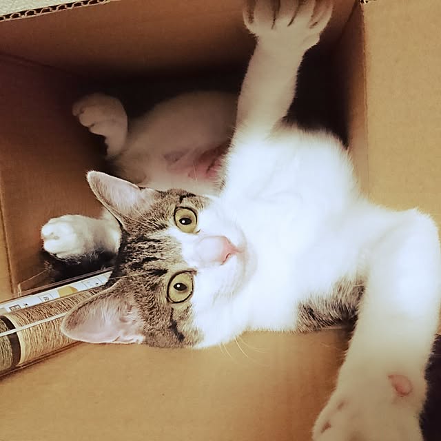 kiraさんの実例写真