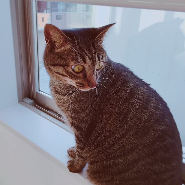 nyan.73さんの実例写真