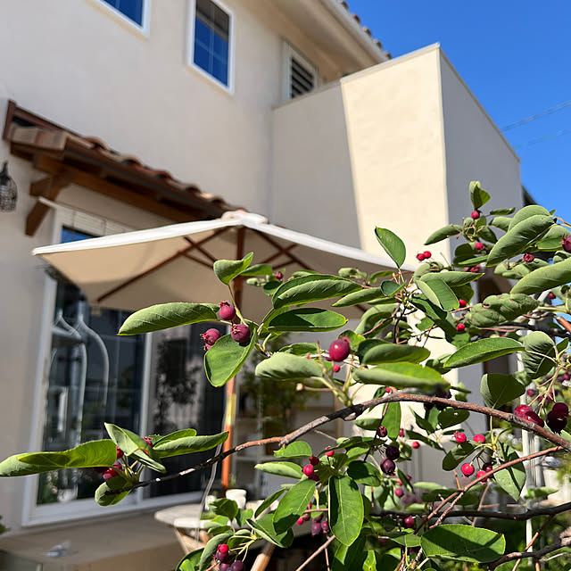 sakuraさんの部屋